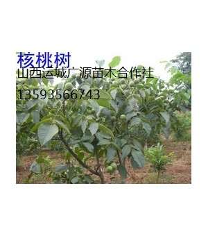 核桃树出售、2-5公分核桃树、核桃树价格